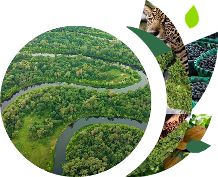 Winding river, jaguar, acai and cocoa in nature collage.